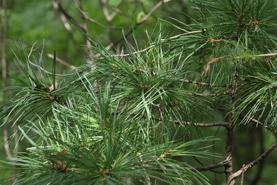 Pinus koraiensis, photographed by Nina Filippova