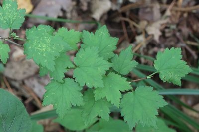 Ribes maximoviczianum, photographed by Nina Filippova