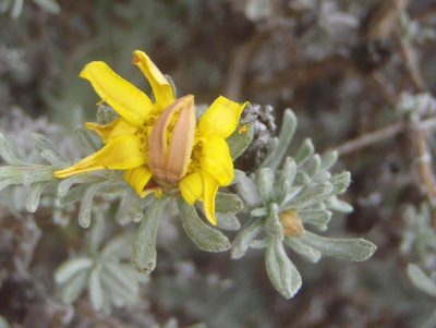 Oedera humilis, photographed by Nicola van Berkel