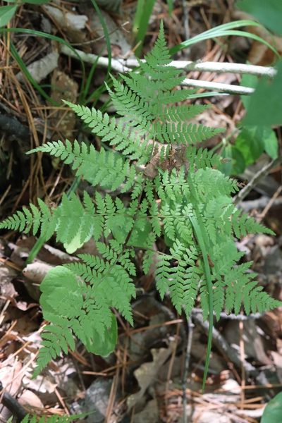 Athyrium spinulosum, photographed by Nina Filippova