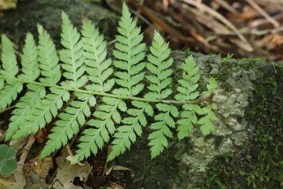 Athyrium spinulosum, photographed by Nina Filippova
