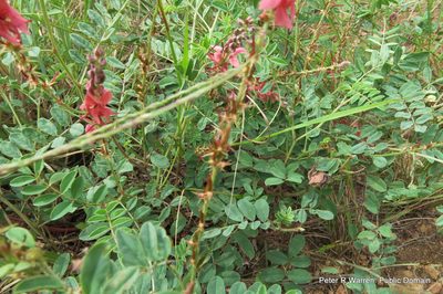 Indigofera williamsonii, photographed by Peter Warren