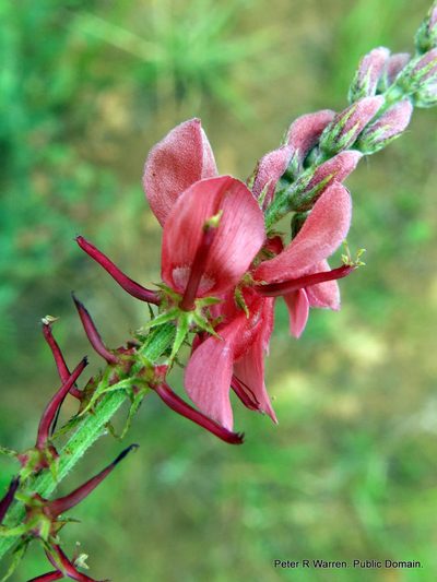 Indigofera williamsonii, photographed by Peter Warren
