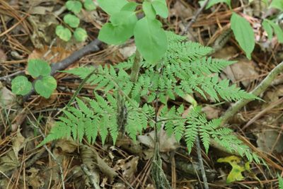 Athyrium spinulosum, photographed by Nina Filippova