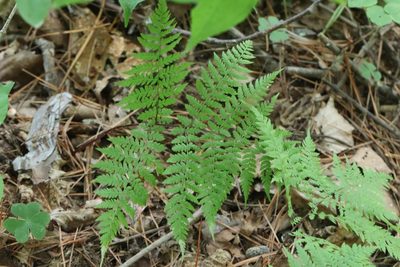 Athyrium spinulosum, photographed by Nina Filippova