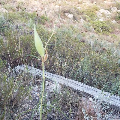 Asclepias engelmanniana