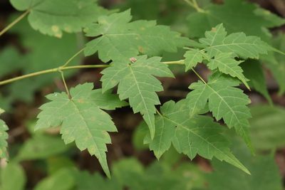 Acer barbinerve, photographed by Nina Filippova