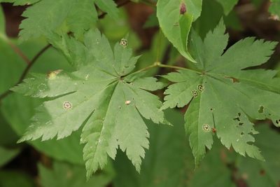 Acer pseudosieboldianum, photographed by Nina Filippova