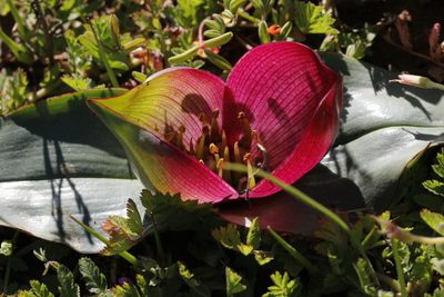 Colchicum burchellii, photographed by Karen Eichholz