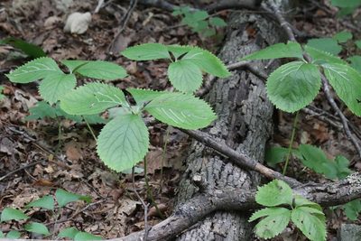 Chloranthus quadrifolius, photographed by Nina Filippova
