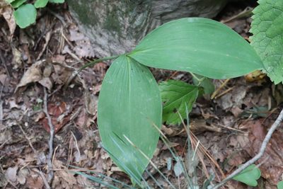 Convallaria keiskei, photographed by Nina Filippova