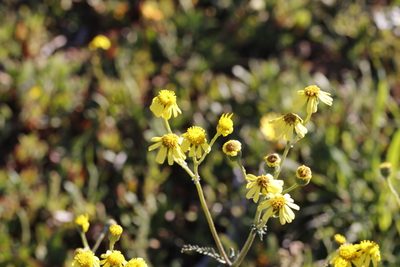 Senecio spiraeifolius, photographed by Karen Eichholz