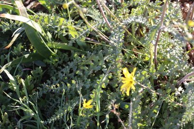 Senecio spiraeifolius, photographed by Karen Eichholz