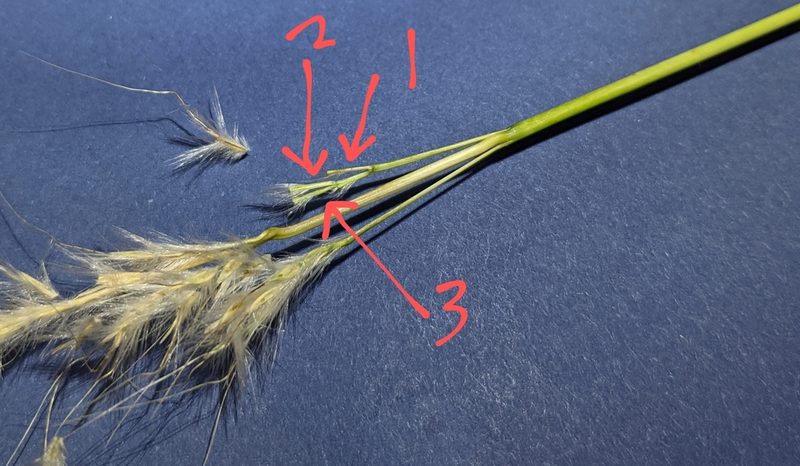 Bothriochloa hybrida, photographed by Cleveland Powell