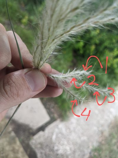Bothriochloa hybrida, photographed by Cleveland Powell