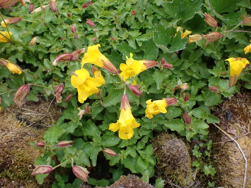 Erythranthe veronicifolia, photographed by Randal
