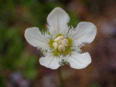 Parnassia fimbriata, photographed by Randal