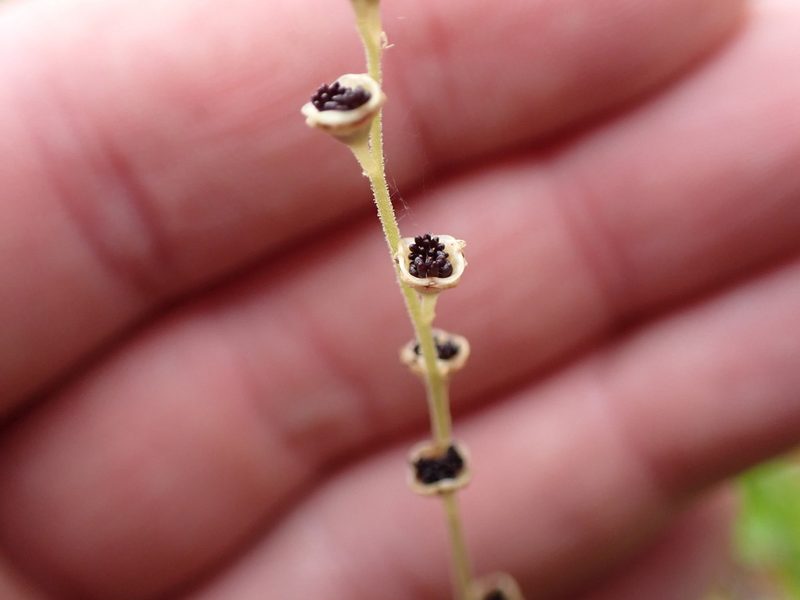Pectiantia pentandra, photographed by Randal