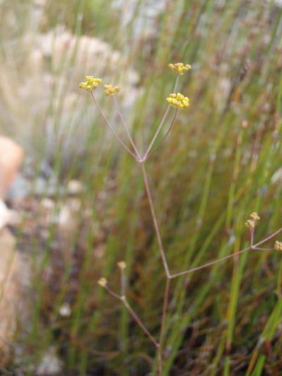 Chamarea capensis, photographed by Nicola van Berkel