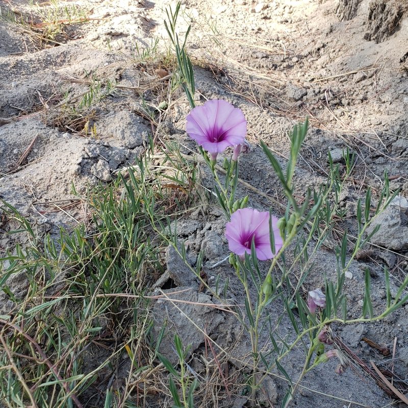 Ipomoea leptophylla, photographed by Robert Hoard