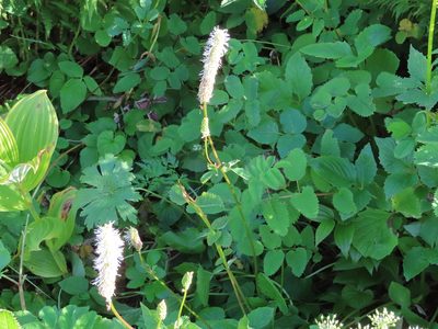 Sanguisorba stipulata, photographed by Bruce Slater