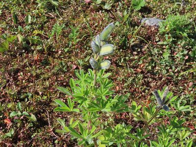 Lupinus nootkatensis, photographed by Bruce Slater