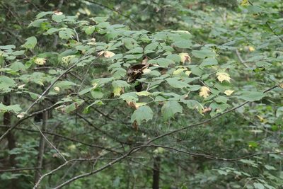 Ulmus laciniata, photographed by Nina Filippova