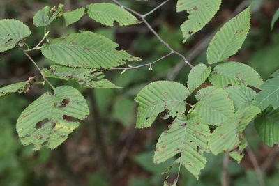 Carpinus cordata, photographed by Nina Filippova