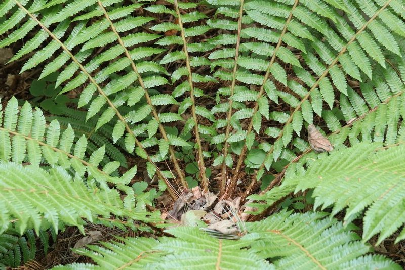 Dryopteris crassirhizoma, photographed by Nina Filippova
