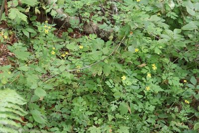 Chelidonium asiaticum, photographed by Nina Filippova