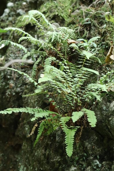 Woodsia polystichoides, photographed by Nina Filippova