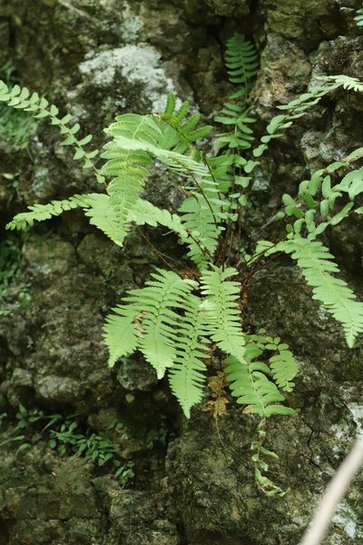 Woodsia polystichoides, photographed by Nina Filippova