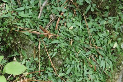 Asplenium ruprechtii, photographed by Nina Filippova