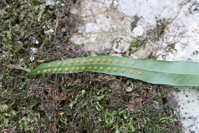 Lepisorus ussuriensis, photographed by Nina Filippova