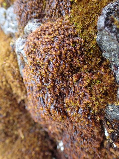 Andreaea nivalis, photographed by Randal