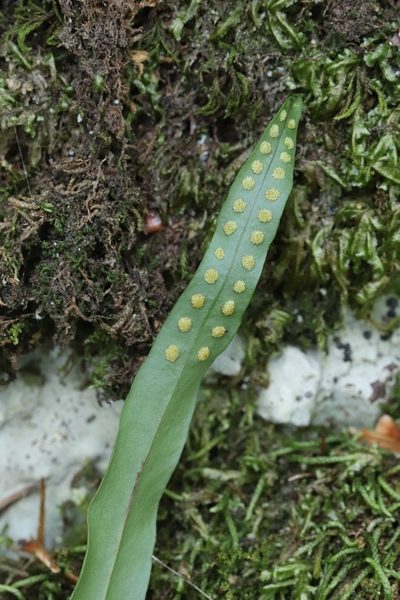 Lepisorus ussuriensis, photographed by Nina Filippova