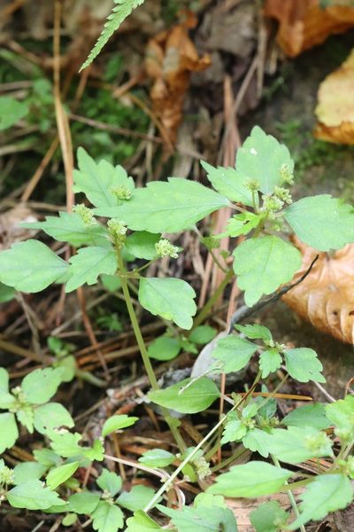 Achudemia japonica, photographed by Nina Filippova