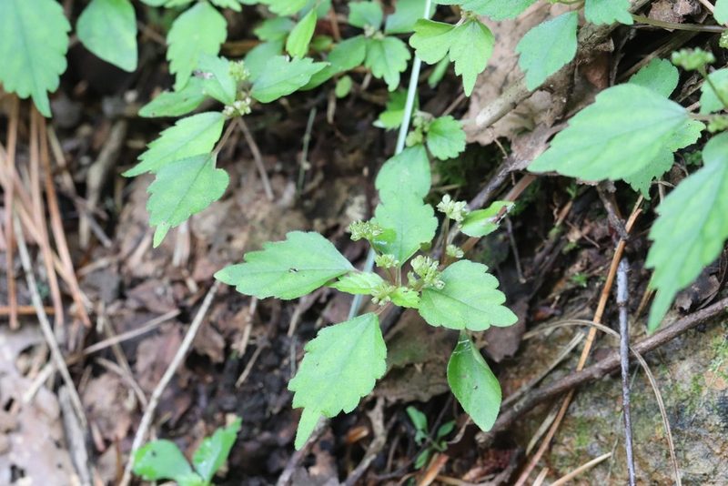 Achudemia japonica, photographed by Nina Filippova