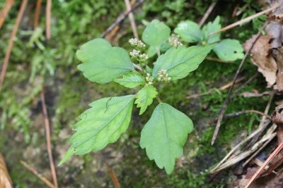 Achudemia japonica, photographed by Nina Filippova