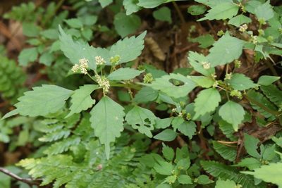 Achudemia japonica, photographed by Nina Filippova