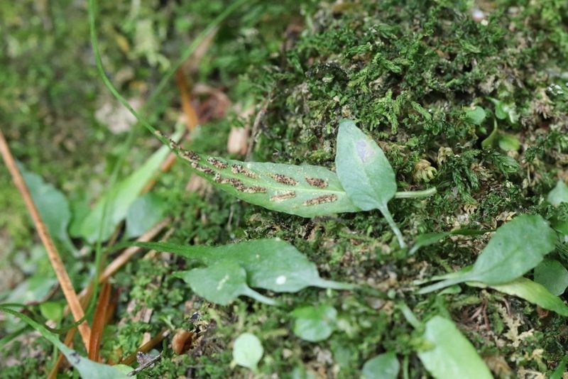 Asplenium ruprechtii, photographed by Nina Filippova