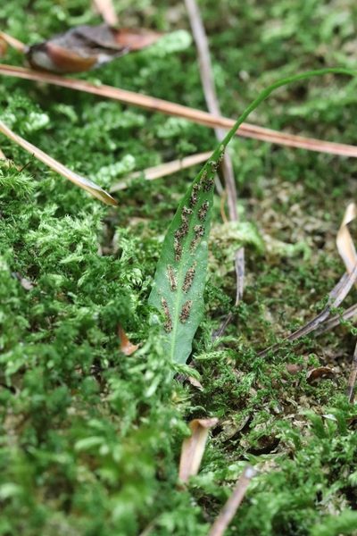 Asplenium ruprechtii, photographed by Nina Filippova