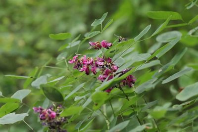 Lespedeza bicolor, photographed by Nina Filippova