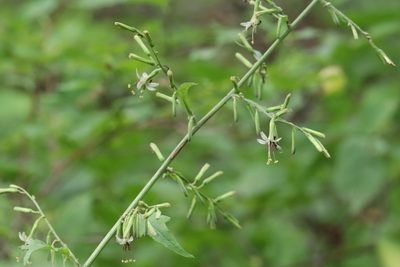 Nabalus tatarinowii, photographed by Nina Filippova