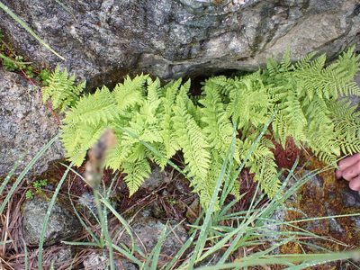 Athyrium americanum
