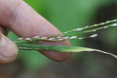Diarrhena mandshurica, photographed by Nina Filippova