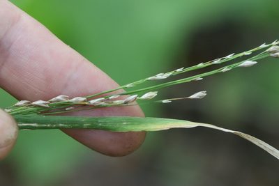 Diarrhena mandshurica, photographed by Nina Filippova
