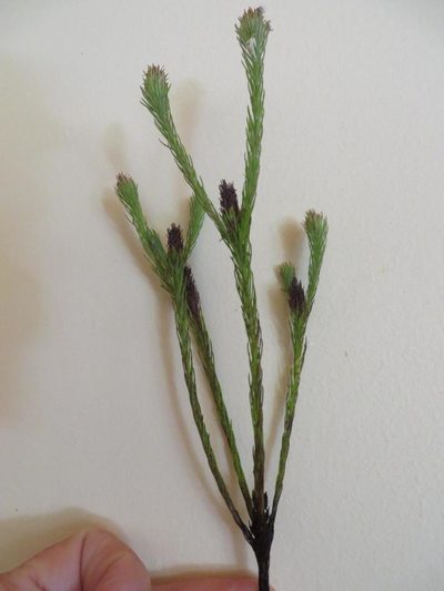 Spatalla prolifera, photographed by linkie