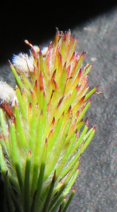 Spatalla prolifera, photographed by linkie