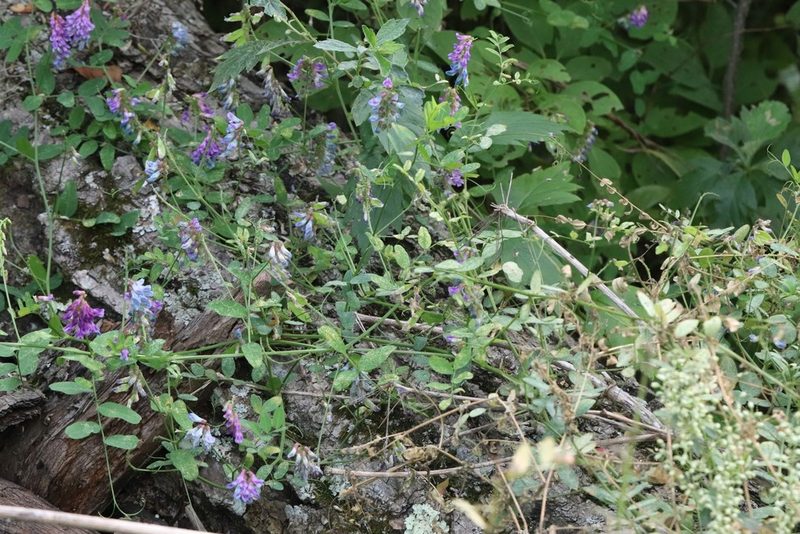 Vicia amurensis, photographed by Nina Filippova